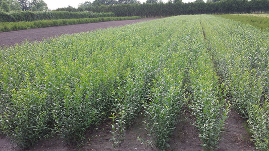 Schwarzgrüner Liguster 'Atrov.Select' - Ligustrum vulgare 'Atrovirens Select'