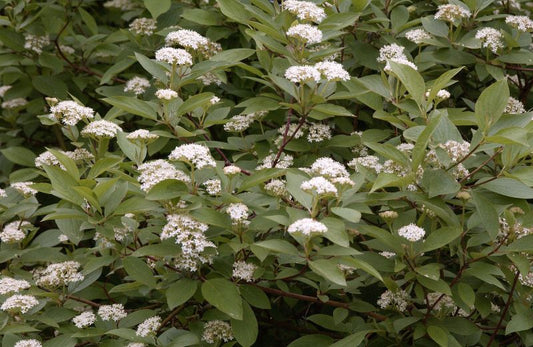 Schwarzholz-Hartriegel - Cornus alba 'Kesselringii'