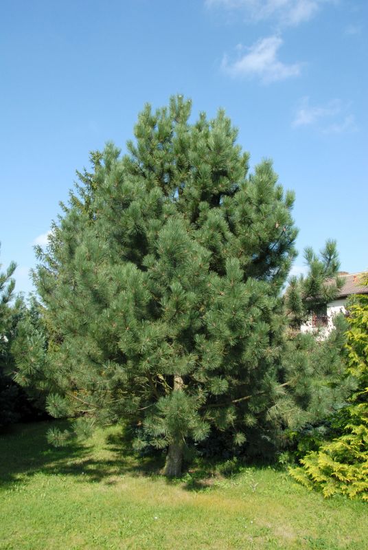 Schwarzkiefer - Pinus nigra ssp.nigra