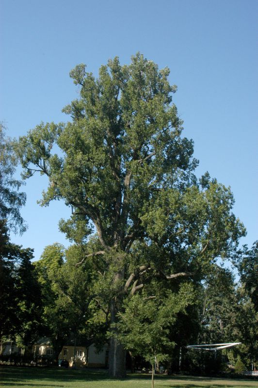 Schwarzpappel - Populus nigra