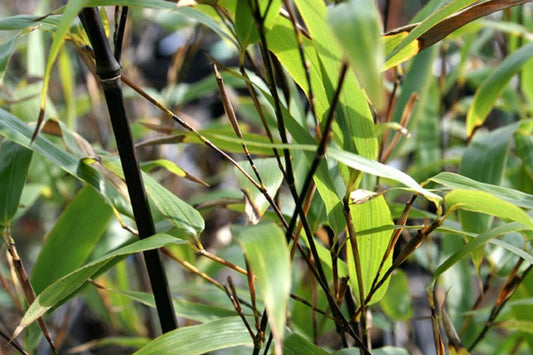 Schwarzrohrbambus - Phyllostachys nigra