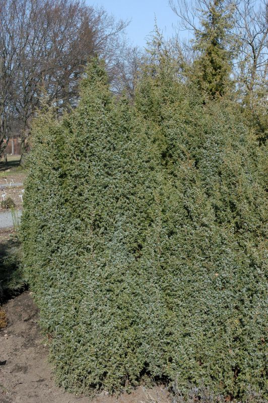 Schwed.Säulenwacholder - Juniperus com.'Suecica'