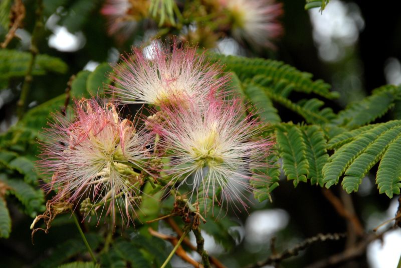 Seidenbaum, Schlafbaum - Albizia julibrissin