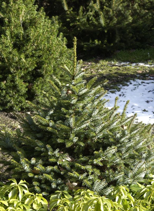 Serbische Kegelfichte - Picea omorika 'Nana'