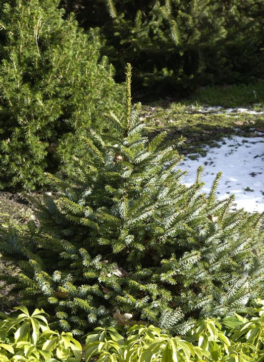 Serbische Kegelfichte - Picea omorika 'Nana'