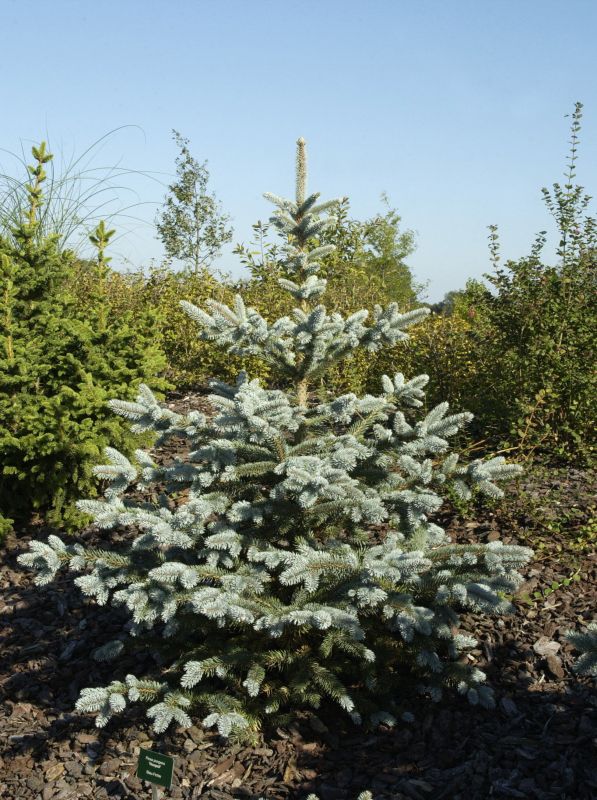 Silberfichte 'Hoopsii' - Picea pungens 'Hoopsii'