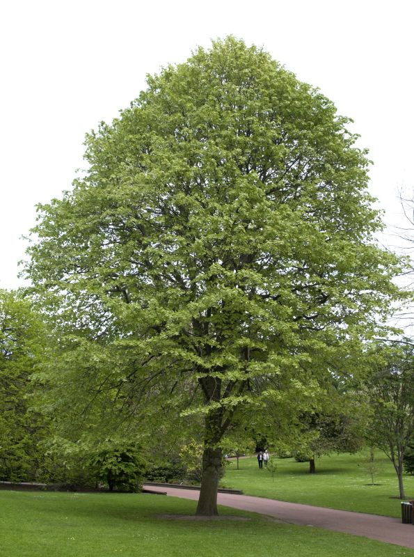 Silberlinde - Tilia tomentosa