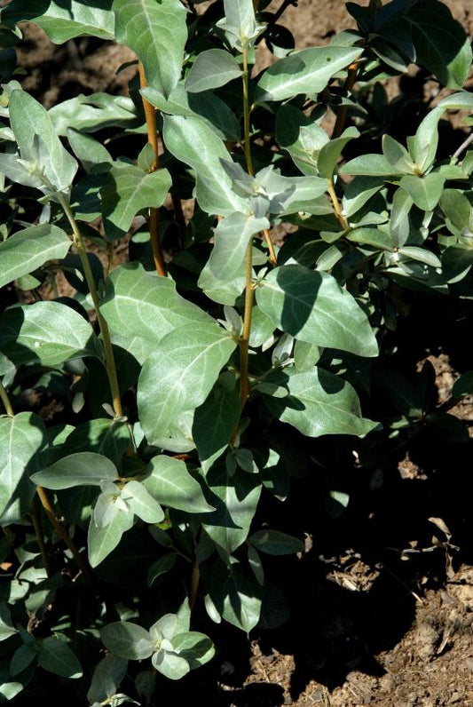 Silberölweide 'Zempin' - Elaeagnus commutata 'Zempin'