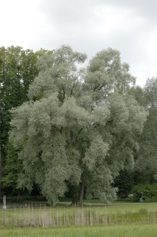 Silberweide Salix alba BaumschuleGarten.de