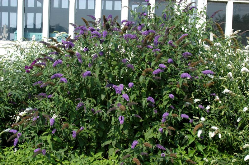 Sommerflieder 'Kalypso' - Buddleja 'Kalypso'