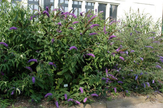 Sommerflieder 'Niobe' - Buddleja 'Niobe'