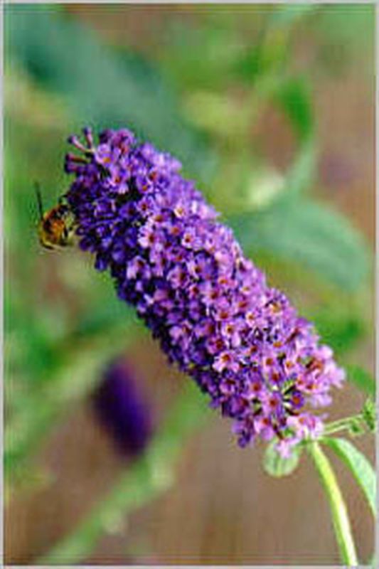 Sommerflieder / Schmetterlingsflieder 'Cardinal' - Buddleja 'Cardinal'