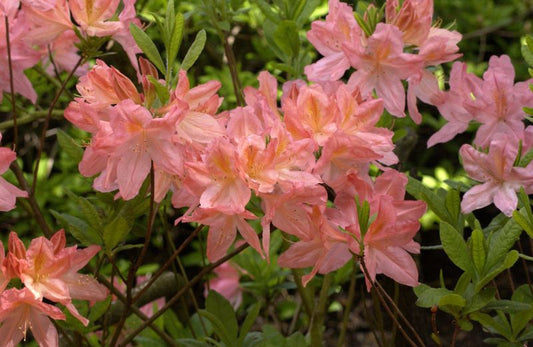 Sommergrüne Azalee 'Apple Blossom' - Rhododendron mol.'Apple Blossom'