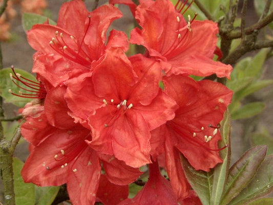 Sommergrüne Azalee 'Feuerwerk' - Rhododendron luteum 'Feuerwerk'