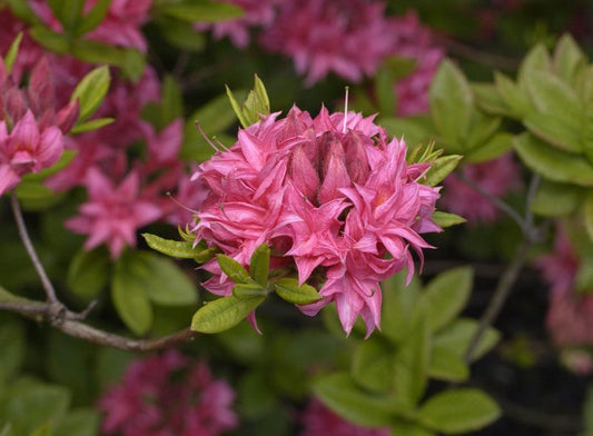 Sommergrüne Azalee 'Homebush' - Rhododendron luteum 'Homebush'