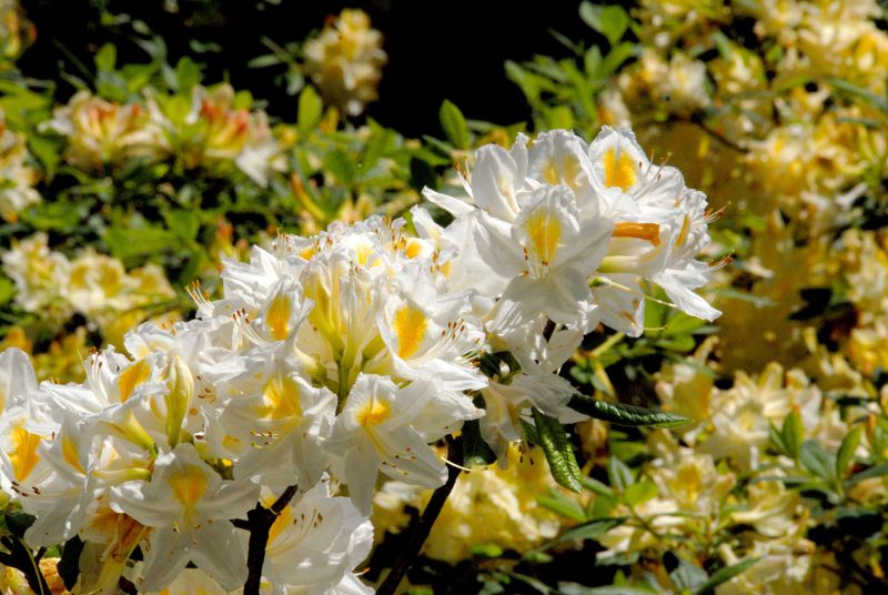 Sommergrüne Azalee 'Persil' - Rhododendron lut.'Persil'