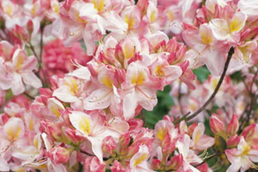 Sommergrüne Azalee 'Satomi' - Rhododendron luteum 'Satomi'
