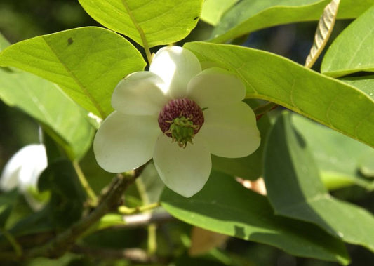 Sommermagnolie - Magnolia sieboldii