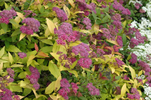 Sommerspiere 'Goldflame' - Spiraea japonica 'Goldflame'