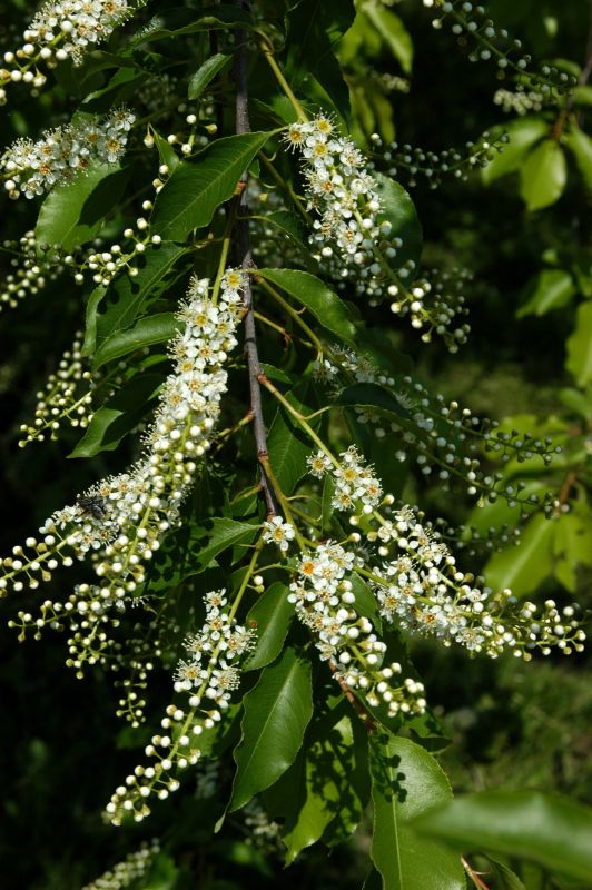 Spätblühende Traubenkirsche - Prunus serotina CAC
