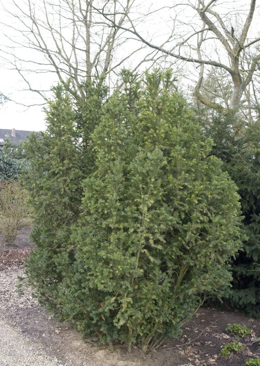 Spalier-Eibe - Taxus media 'Straight Hedge'