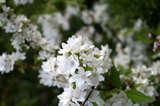 Sparrige Prunkspiere - Exochorda racemosa