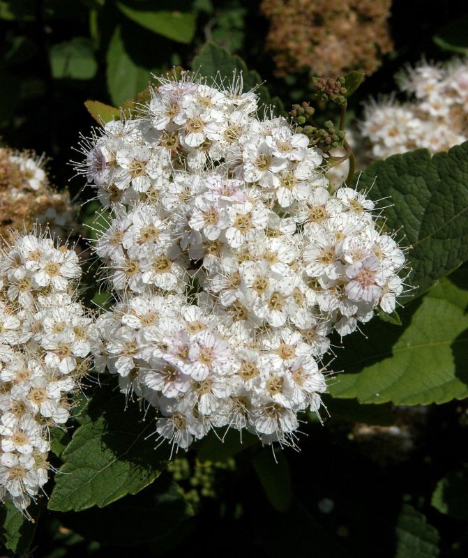 Spierstrauch fritschiana - Spiraea fritschiana