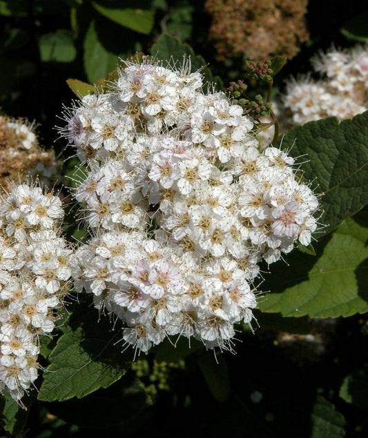 Spierstrauch fritschiana - Spiraea fritschiana
