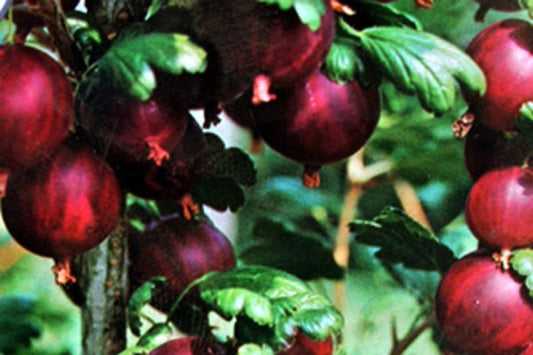Stachelbeere 'Achilles' - Ribes uva-crispa 'Achilles' CAC