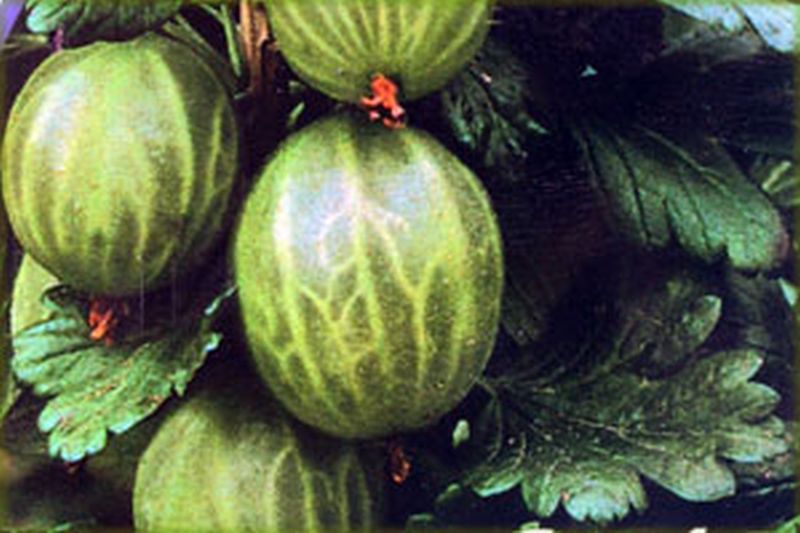 Stachelbeere 'Invicta' - Ribes uva-crispa 'Invicta' CAC