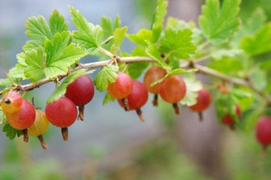Stachelbeere 'Redeva' -S- - Ribes uva-crispa 'Redeva' -S- CAC