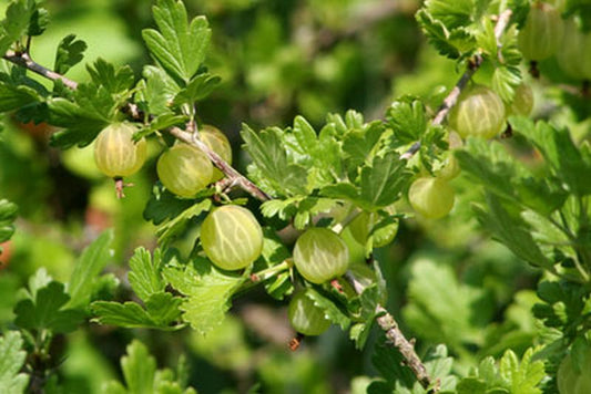 Stachelbeere 'Weiße Triumphbeere' - Ribes uva-crispa 'Weiße Triumphbeere' CAC