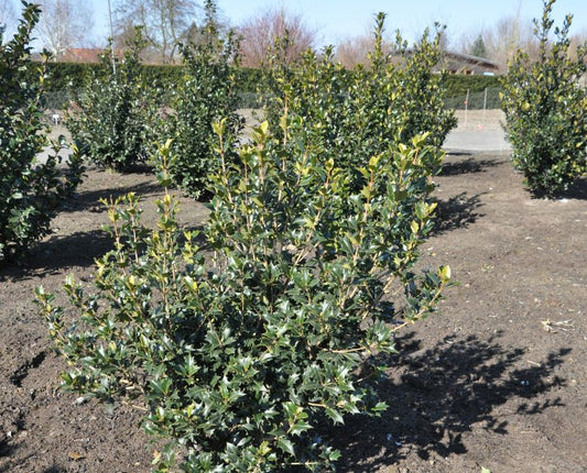Stachelblättrige Duftblüte - Osmanthus heterophyllus