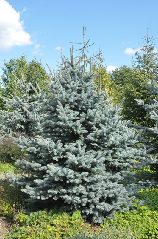 Stechfichte 'Oldenburg' ® - Picea pungens 'Oldenburg' ®