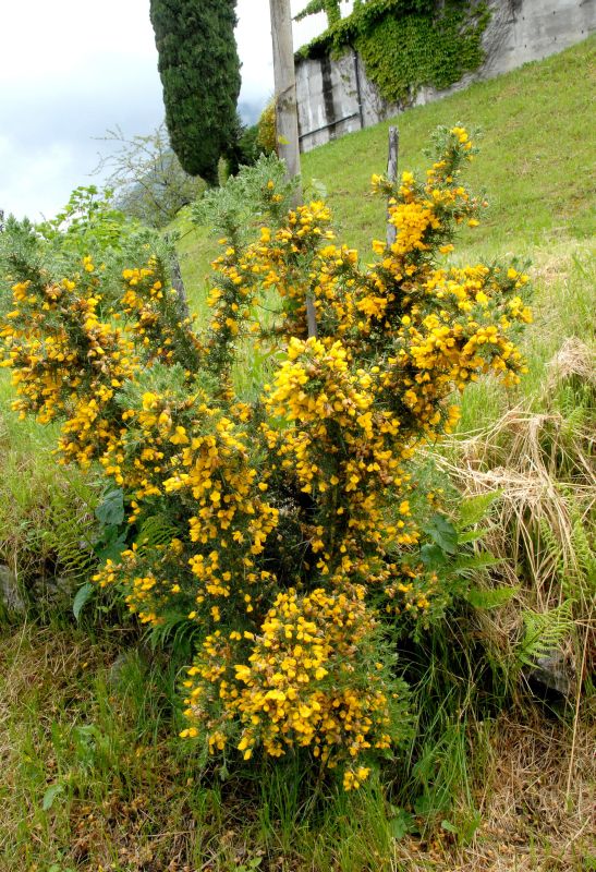 Stechginster - Ulex europaeus