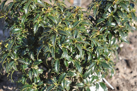 Stechpalme 'Heckenzwerg' ® - Ilex aquifolium 'Heckenzwerg' ®