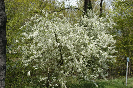 Steinweichsel - Prunus mahaleb CAC
