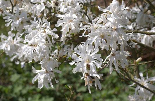 Sternmagnolie - Magnolia stellata