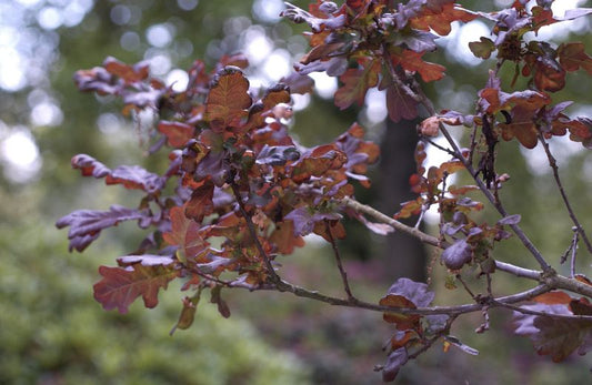 Stieleiche 'Atropurpurea' - Quercus robur 'Atropurpurea'