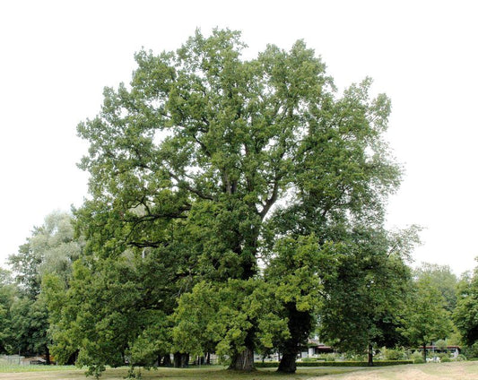 Stieleiche / Deutsche Eiche - Quercus robur