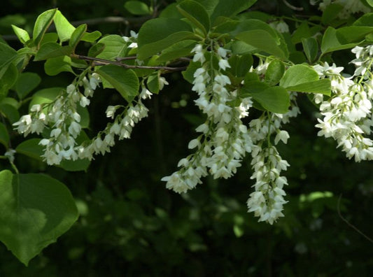 Storaxbaum obassia - Styrax obassia