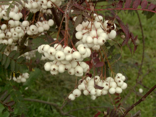 Strauch-Eberesche - Sorbus koehneana