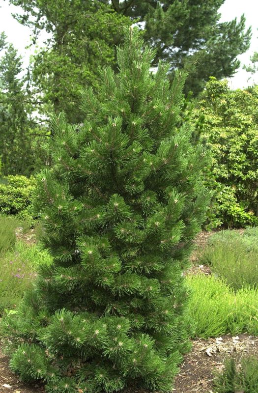 Strauch-Kiefer 'Gnom' - Pinus mugo 'Gnom'