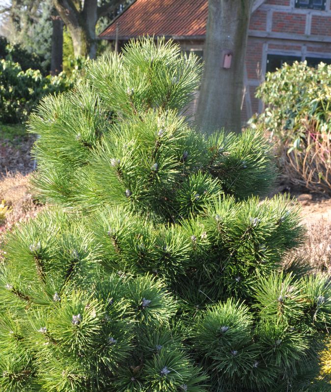Strauch-Schwarzkiefer - Pinus nigra 'Nana'