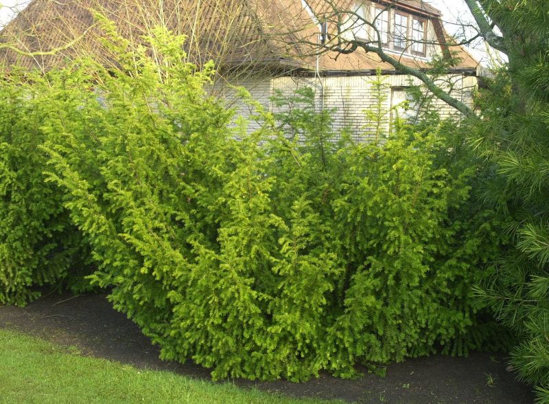 Straucheibe 'Washingtonii' Taxus baccata 'Washingtonii' Baumschule