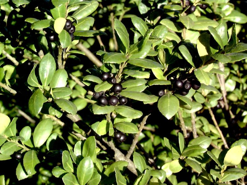 Strauchiger Berg-Ilex - Ilex crenata 'Hetzii'