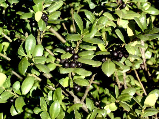 Strauchiger Berg-Ilex - Ilex crenata 'Hetzii'
