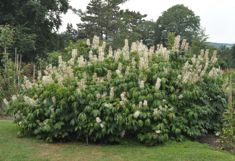 Strauchkastanie - Aesculus parviflora