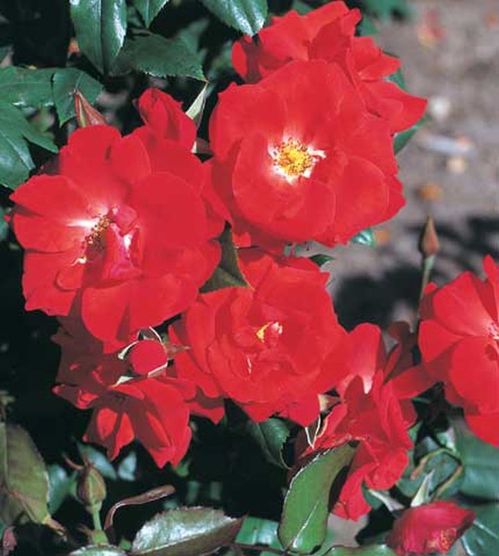 Strauchrose 'Bischofsstadt Paderborn' ® - Rosa 'Bischofsstadt Paderborn' ® STR