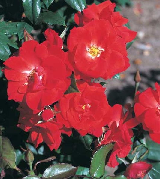 Strauchrose 'Bischofsstadt Paderborn' ® - Rosa 'Bischofsstadt Paderborn' ® STR